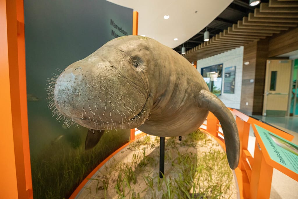 West Indian Manatee in Florida Everglades National Park