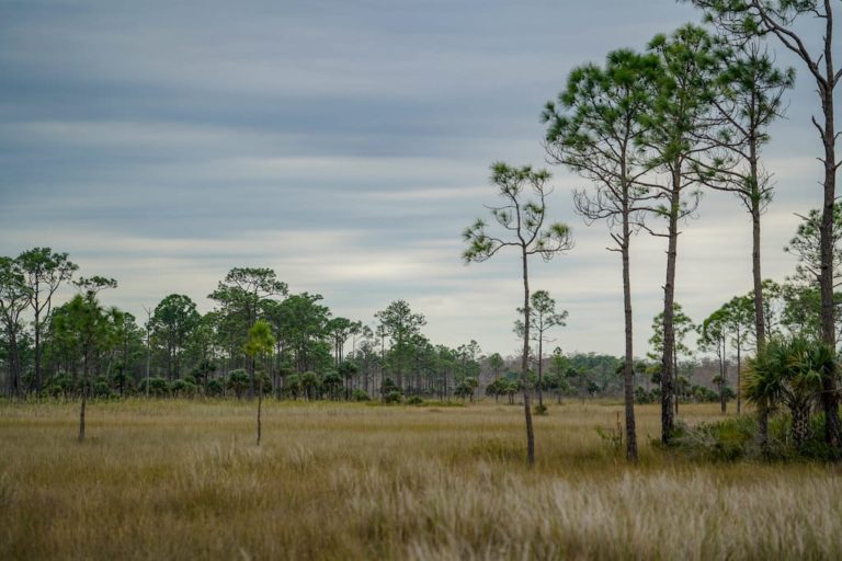 Big Cypress National Preserve