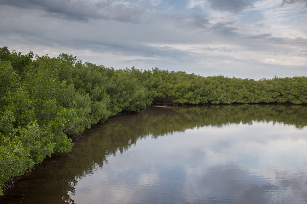 mangroves in everglades national park, evergladers.com