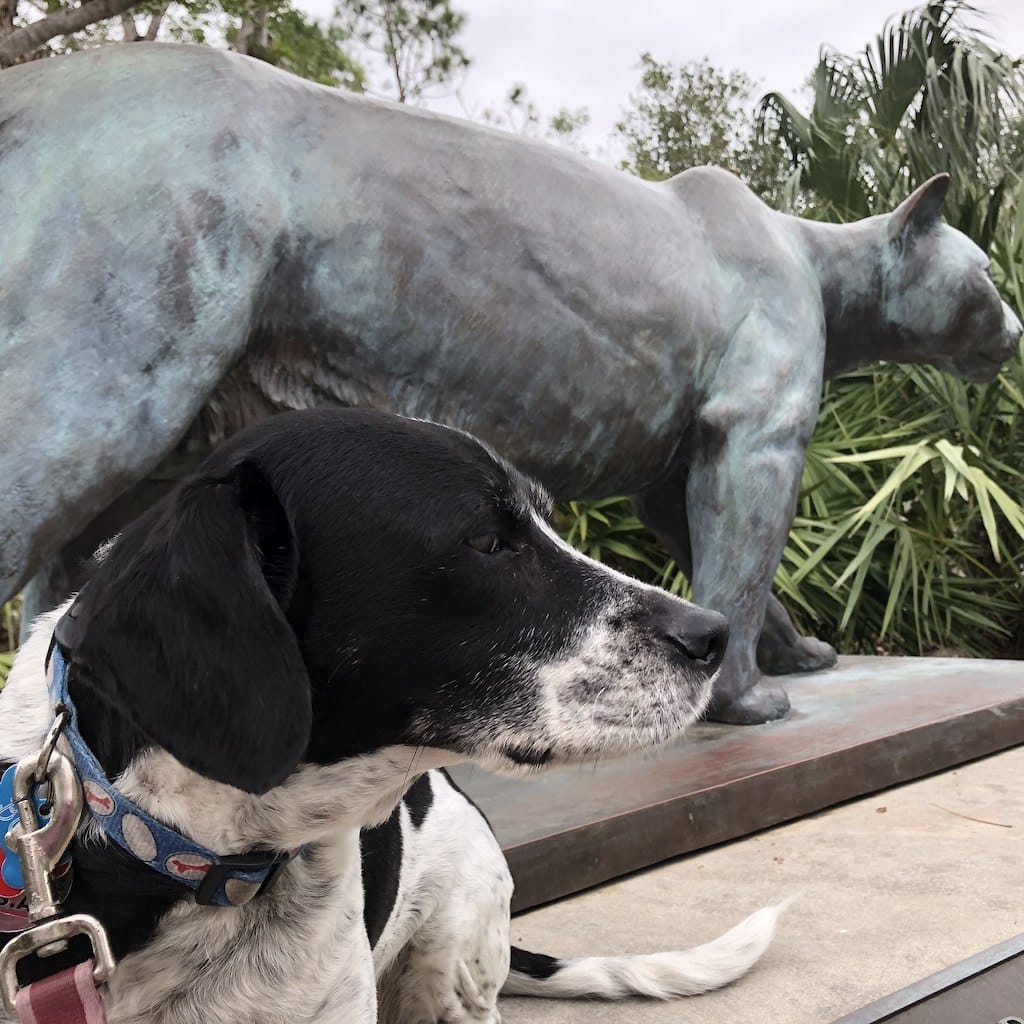 Dog in Everglades National Park, Florida